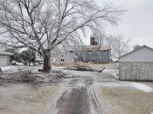 Damaged tree from the February 2023 ice storm