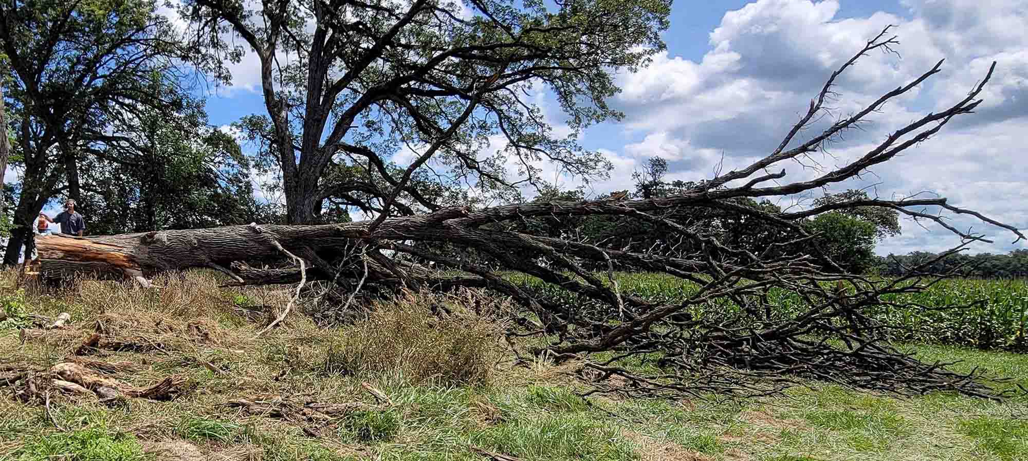 tree felling in Rockton, IL