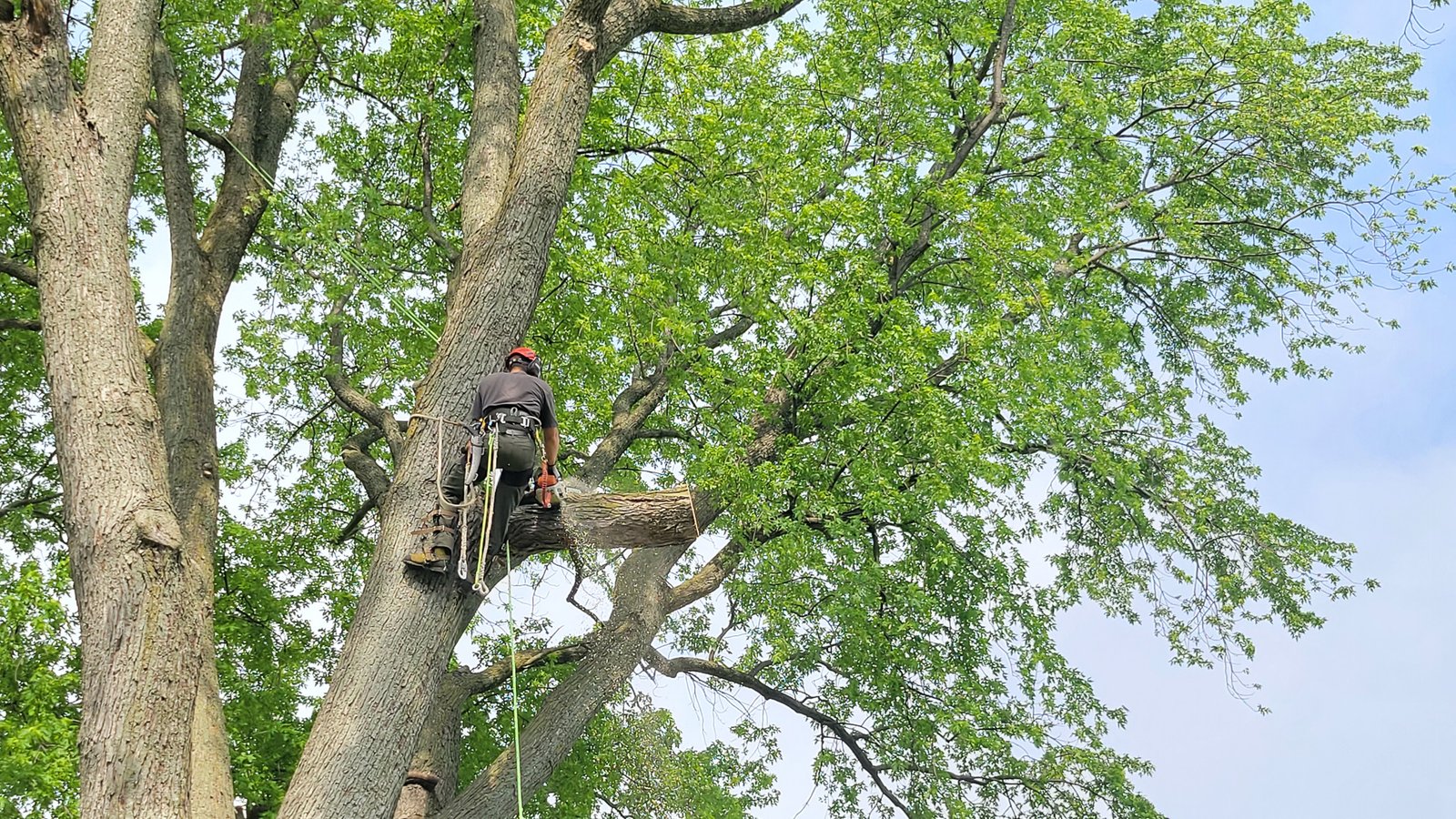 Tree Climbing for Large Tree Removal Rockford IL