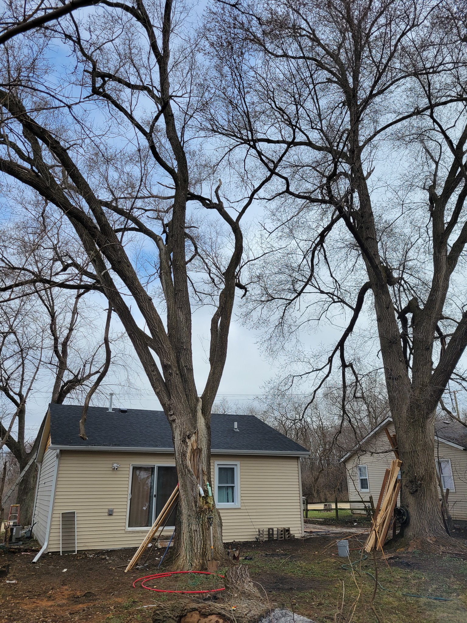 Large Tree Removal Rockford IL