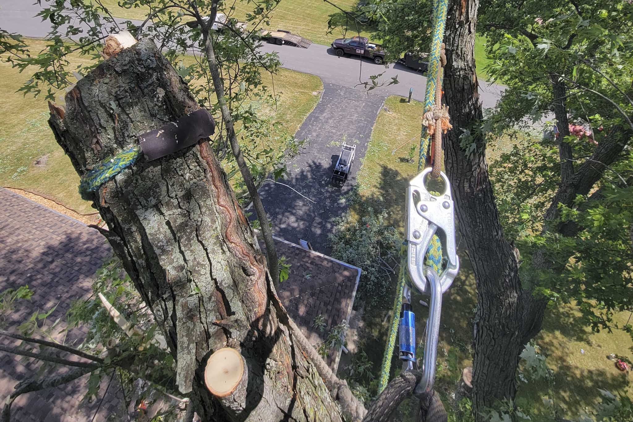 tree climbing Rockford IL