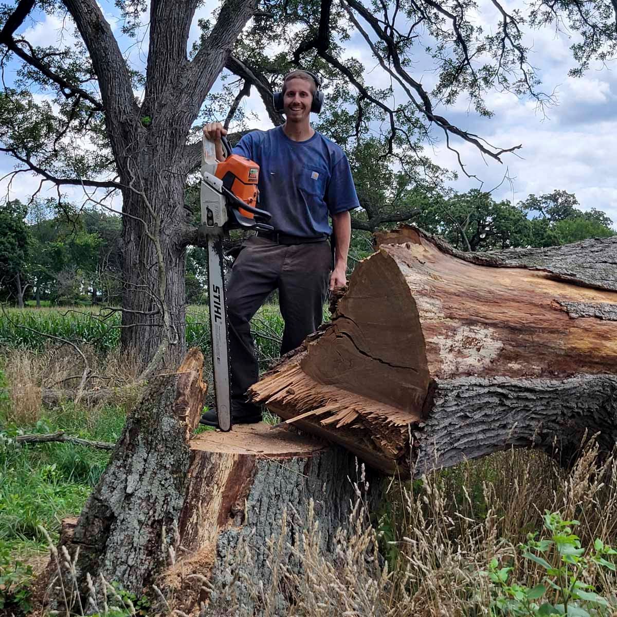 tree removal Rockford | tree felling