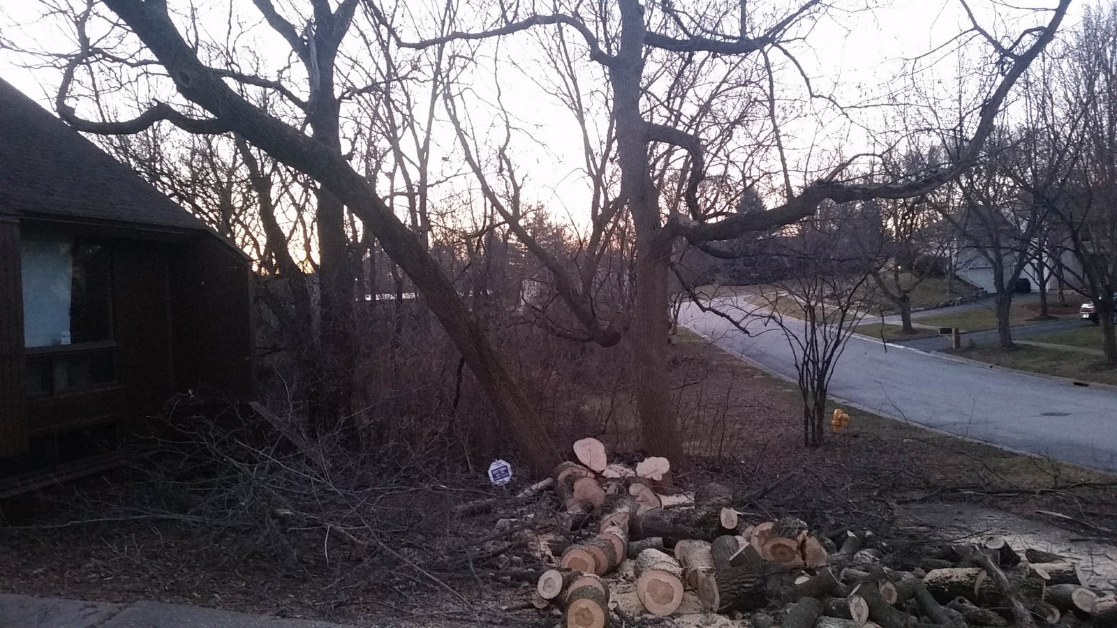 Leaning tree removed