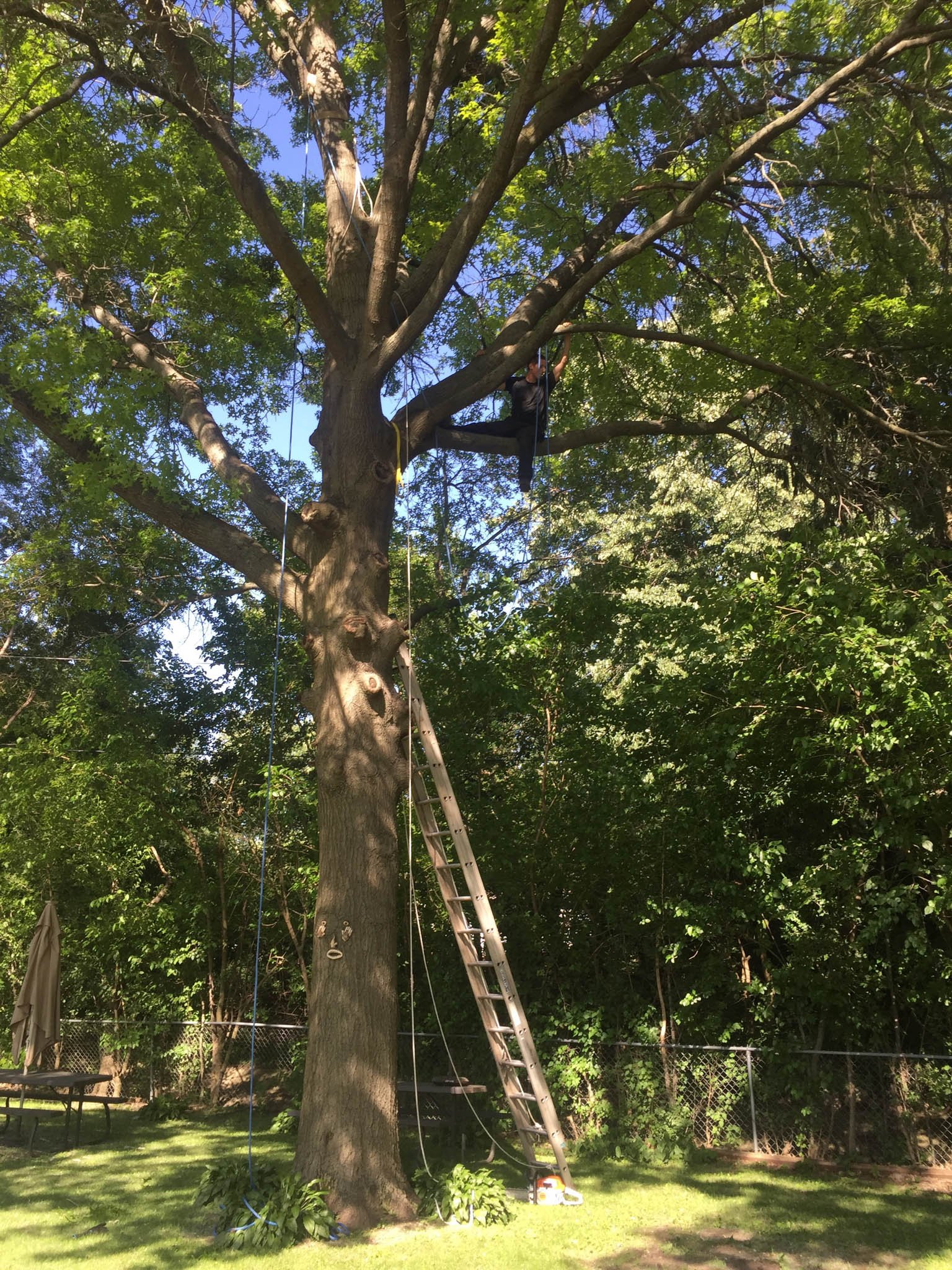 scary tree climb with no harness