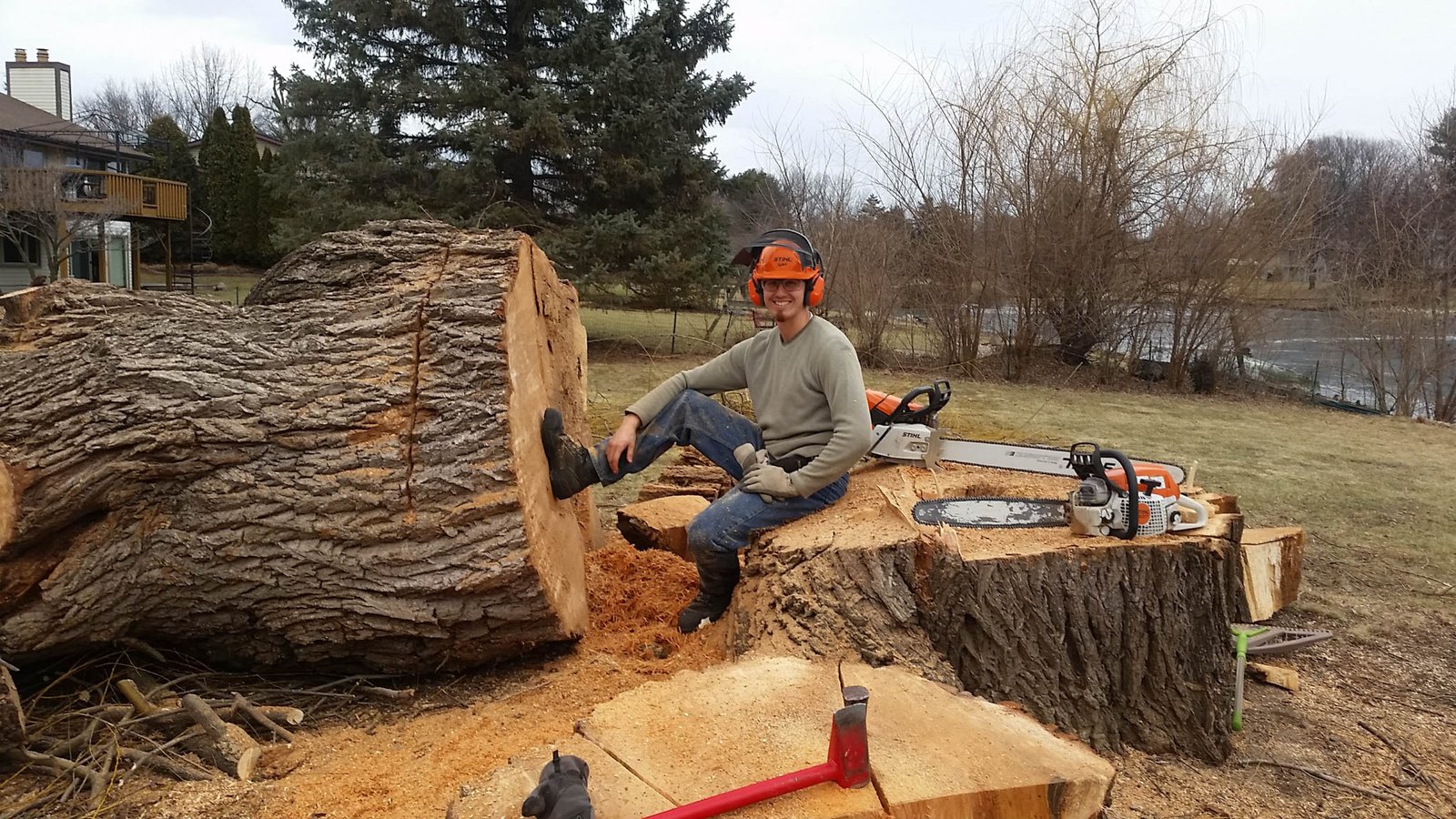 large willow tree removal