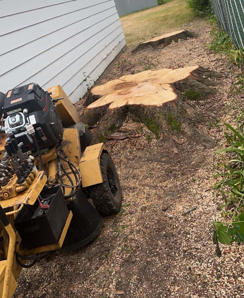 stump grinding Rockford